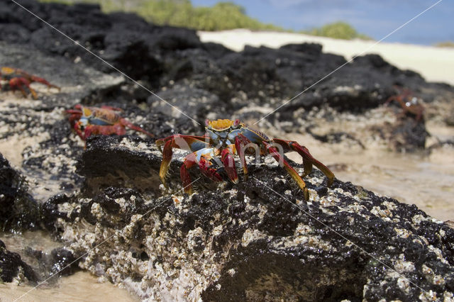 Scharlakenrode rotskrab (Grapsus grapsus)