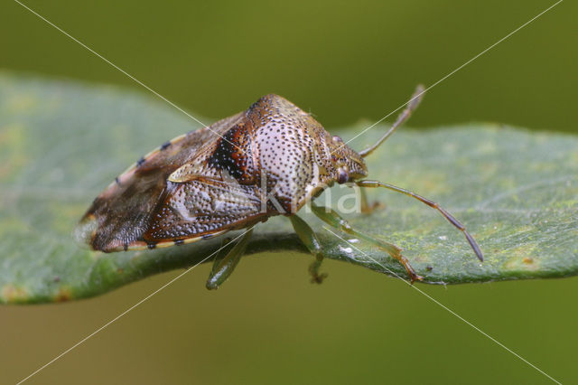Parent Bug (Elasmucha grisea)