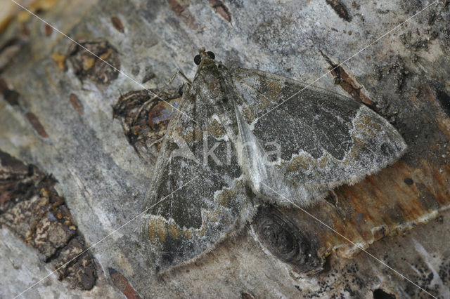 Red-green Carpet (Chloroclysta siterata)