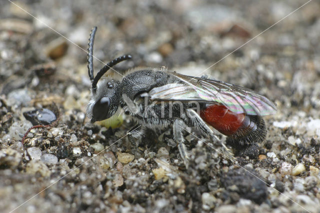 Schoffelbloedbij (Sphecodes pellucidus)