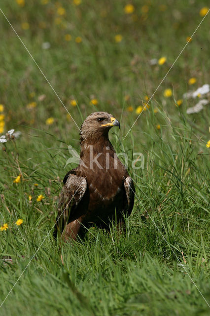 Lesser spotted Eagle (Aquila pomarina)