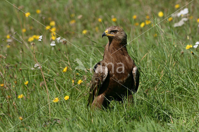 Lesser spotted Eagle (Aquila pomarina)