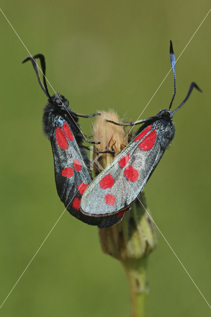 Six-spot Burnet (Zygaena filipendulae)