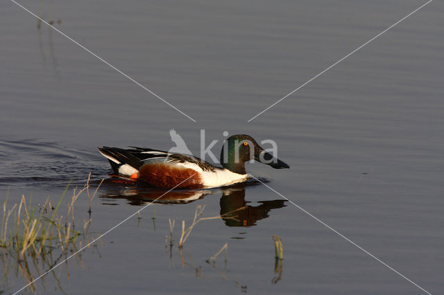 Slobeend (Anas clypeata)