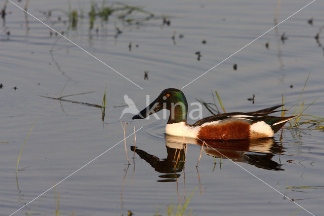 Northern Shoveler (Anas clypeata)