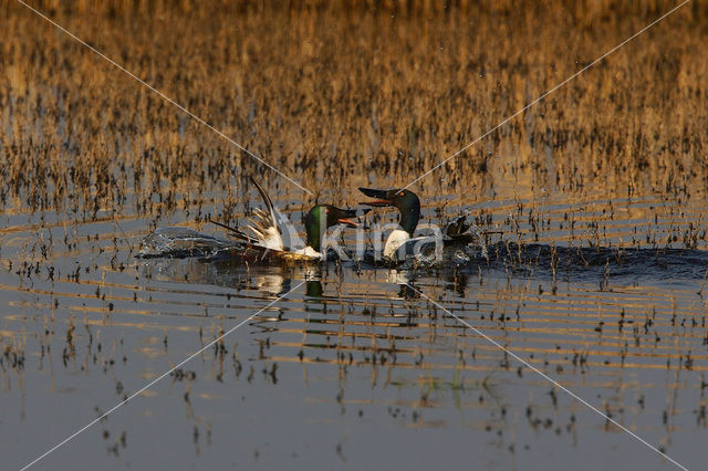 Northern Shoveler (Anas clypeata)