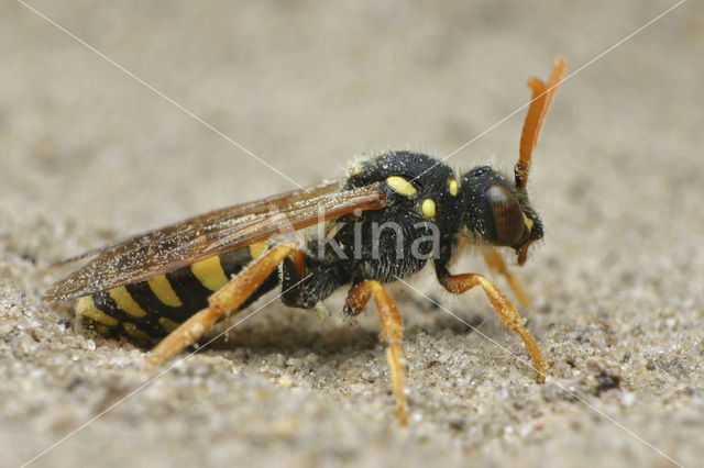 Gooden’s Nomad Bee (Nomada goodeniana)