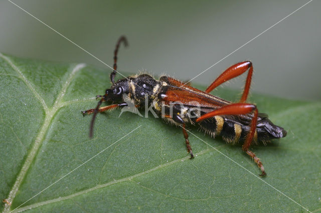 Stenopterus rufus