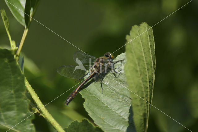 Smaragdlibel (Cordulia aenea)