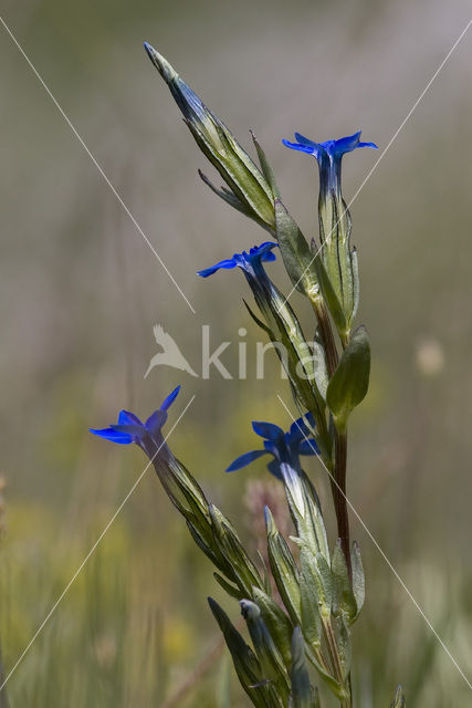 Sneeuwgentiaan (Gentiana nivalis)