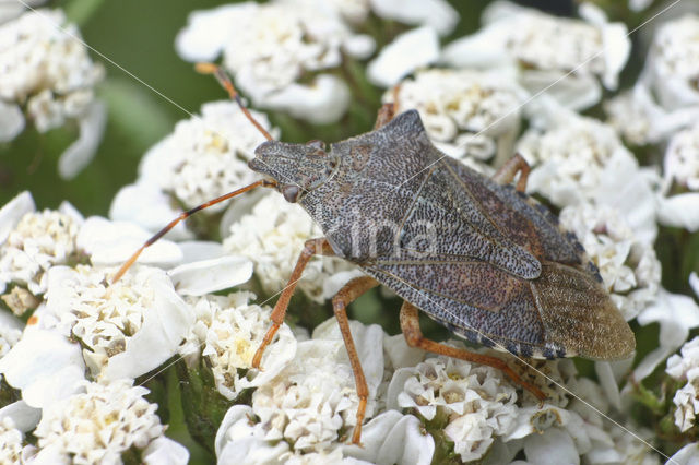 dock leaf bug (Arma custos)