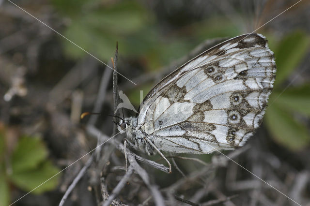 Spaans dambordje (Melanargia lachesis)