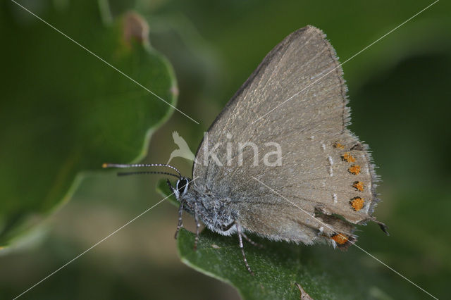 Spaanse eikenpage (Satyrium esculi)