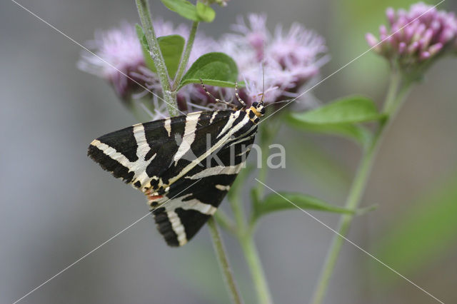 Spaanse vlag (Euplagia quadripunctaria)