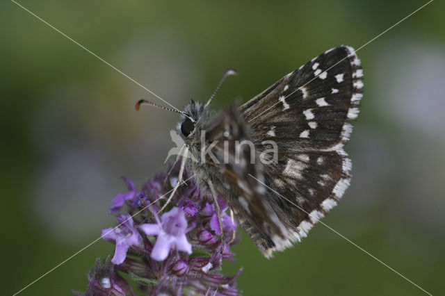 Spikkeldikkopje (Pyrgus sp)