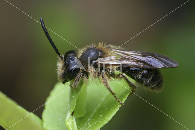 Sporkehoutzandbij (Andrena fulvida)