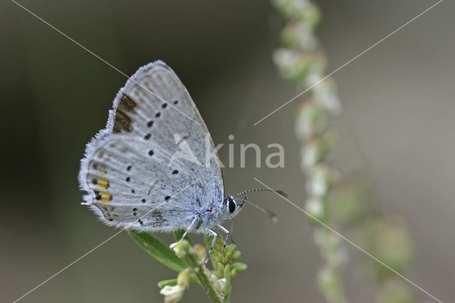 Staartblauwtje (Cupido argiades)