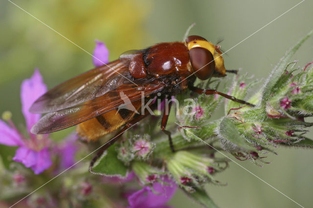 giant hoverfly (Volucella zonaria)