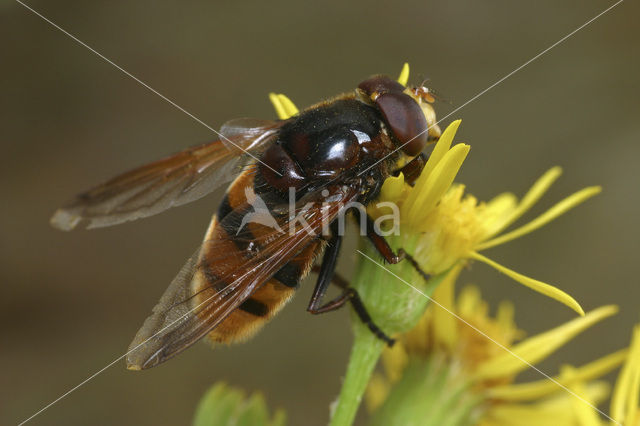 giant hoverfly (Volucella zonaria)