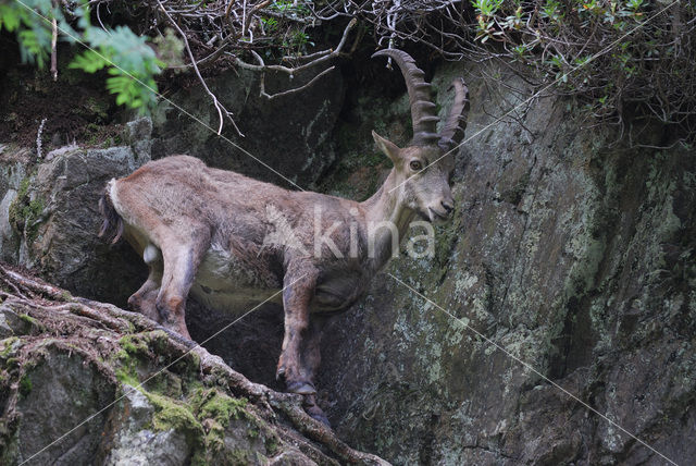 Steenbok (Capra ibex)