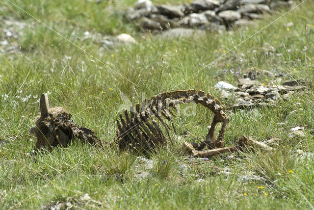 Steenbok (Capra ibex)