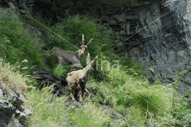 Steenbok (Capra ibex)