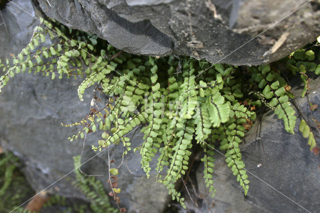 Steenbreekvaren (Asplenium trichomanes)