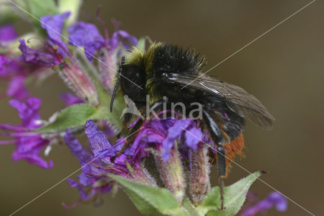Red-tailed bumblebee (Bombus lapidarius)
