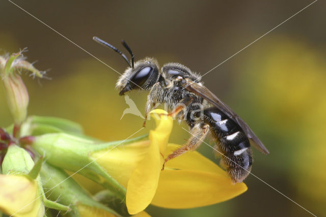 Steilrandgroefbij (Lasioglossum quadrinotatulum)