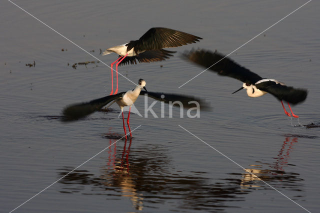 Steltkluut (Himantopus himantopus)