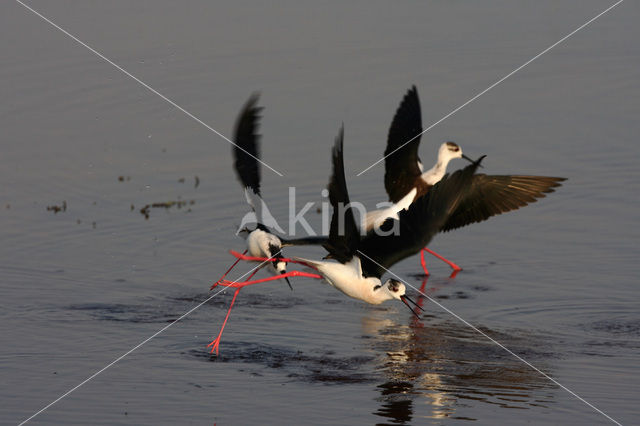 Steltkluut (Himantopus himantopus)