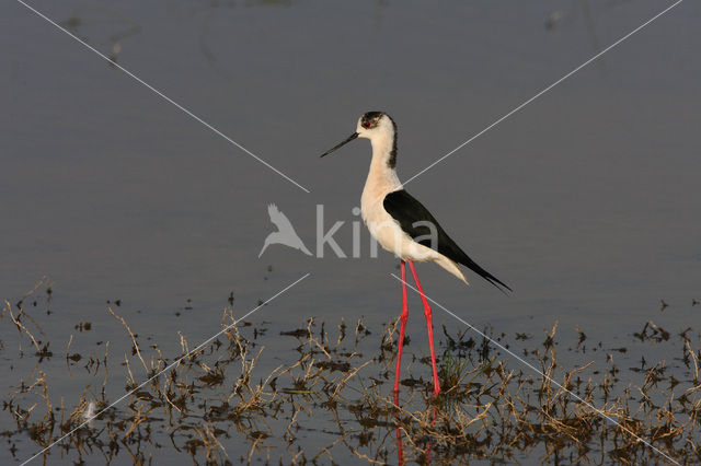 Steltkluut (Himantopus himantopus)