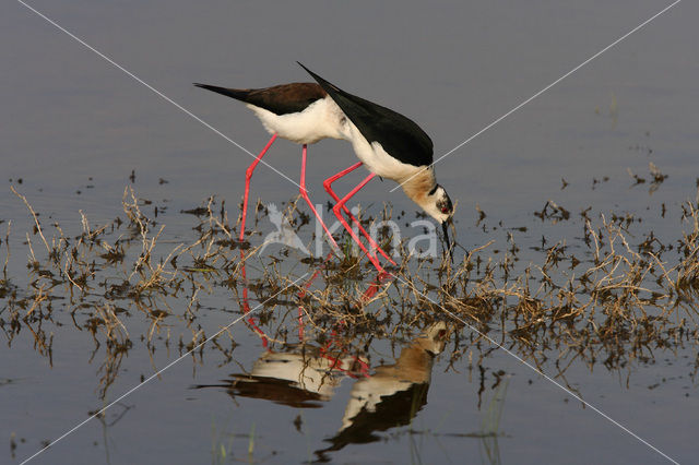 Steltkluut (Himantopus himantopus)