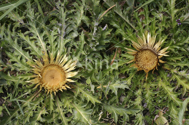 acanthus-leaved thistle (Carlina acanthifolia)