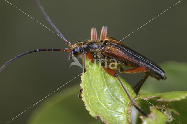 Stenocorus meridianus