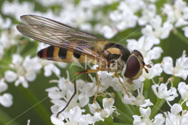 Stomp elfje (Meliscaeva cinctella)