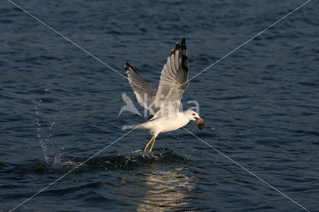 Stormmeeuw (Larus canus)