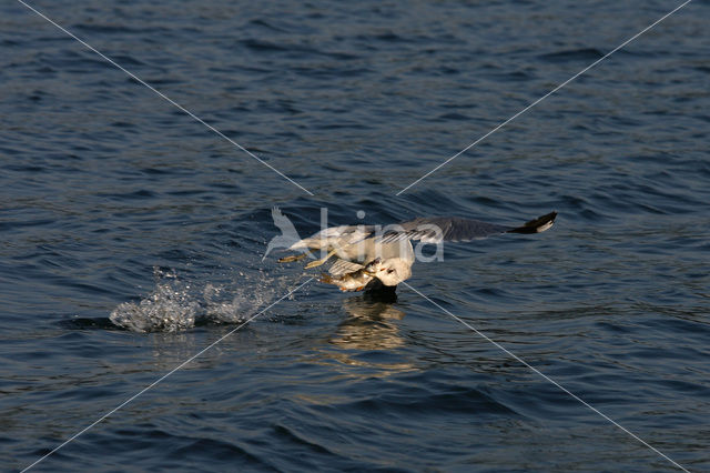 Stormmeeuw (Larus canus)