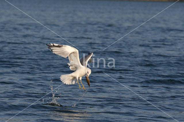 Mew Gull (Larus canus)