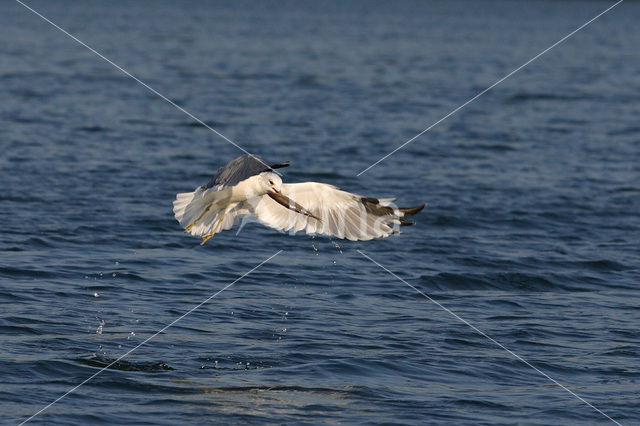 Stormmeeuw (Larus canus)