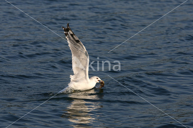 Stormmeeuw (Larus canus)