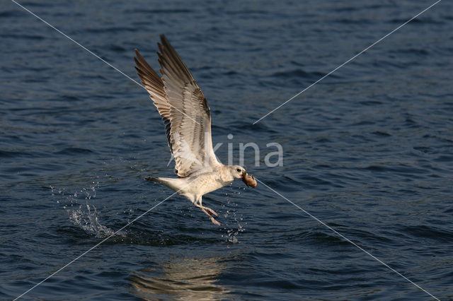 Stormmeeuw (Larus canus)