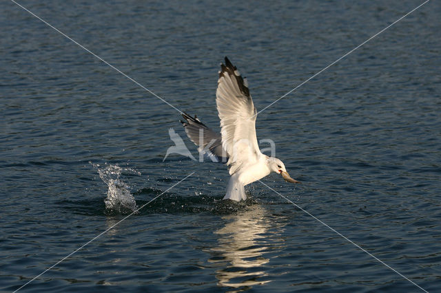 Stormmeeuw (Larus canus)