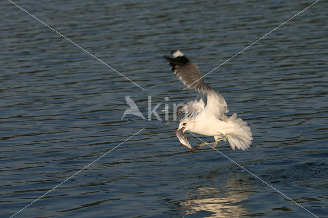 Stormmeeuw (Larus canus)