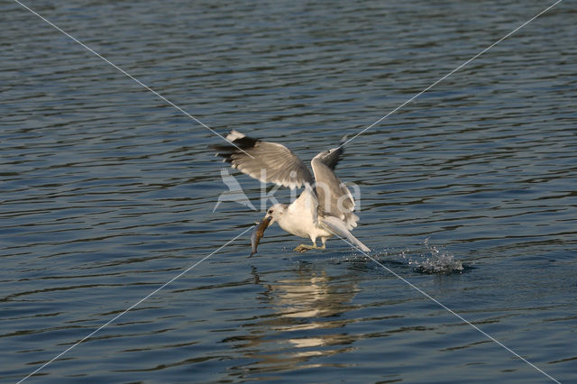 Mew Gull (Larus canus)