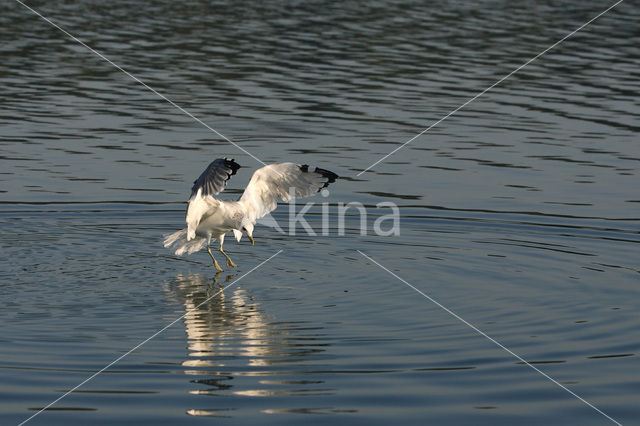 Stormmeeuw (Larus canus)