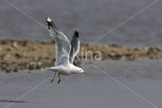 Mew Gull (Larus canus)