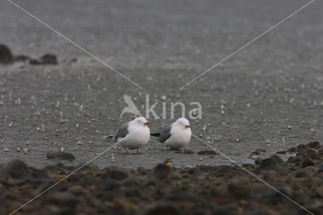 Stormmeeuw (Larus canus)