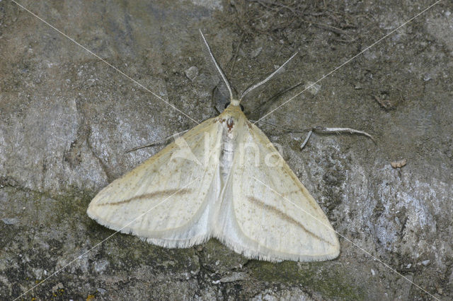 Strogele spanner (Aspitates gilvaria)