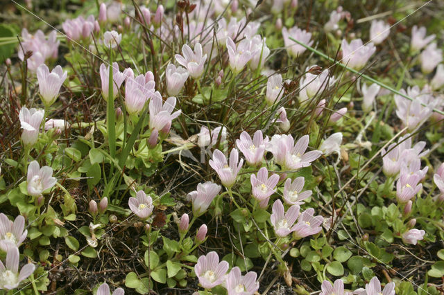 Bog Pimpernel (Anagallis tenella)